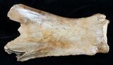 Woolly Rhinoceros Scapula Bone (Partial) - Late Pleistocene #3449-3